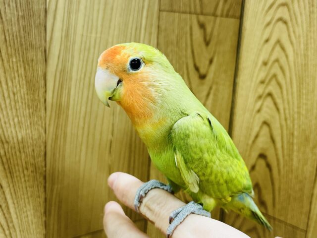 コザクラインコ（小桜インコ）