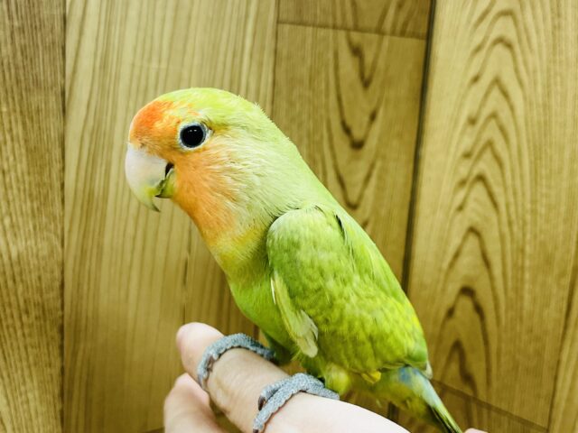 コザクラインコ（小桜インコ）