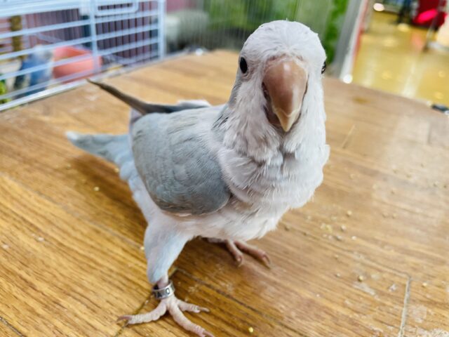 オキナインコ