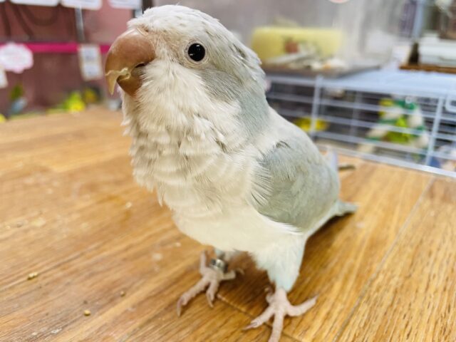 オキナインコ