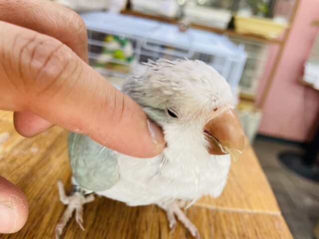 オキナインコ