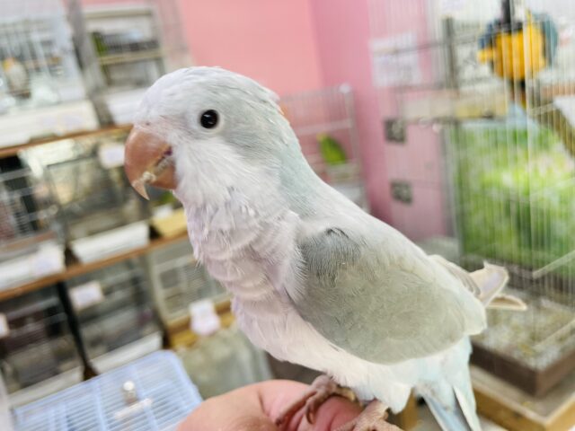 オキナインコ