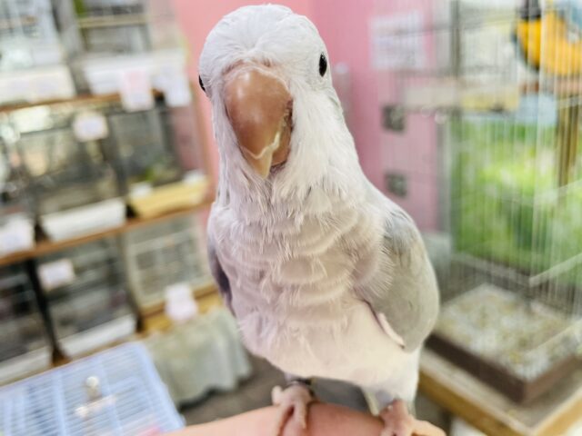 オキナインコ