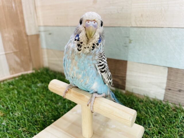 ジャンボセキセイインコ