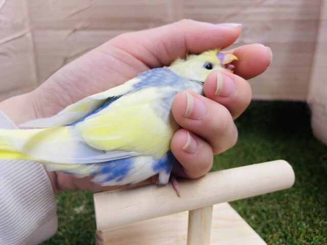 セキセイインコ