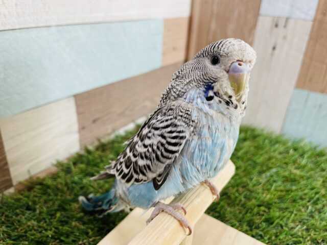 ジャンボセキセイインコ