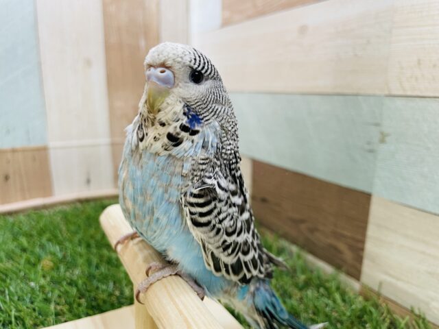 ジャンボセキセイインコ