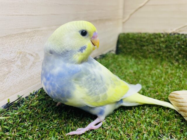 セキセイインコ
