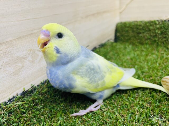 セキセイインコ