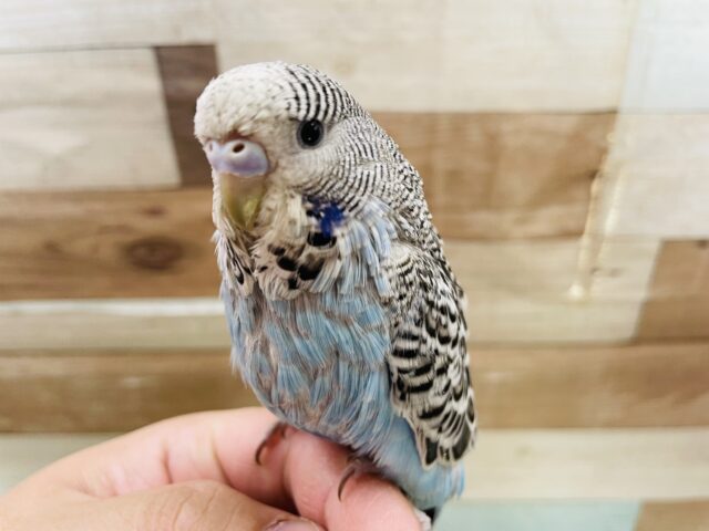 ジャンボセキセイインコ