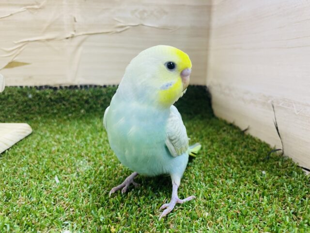 セキセイインコ