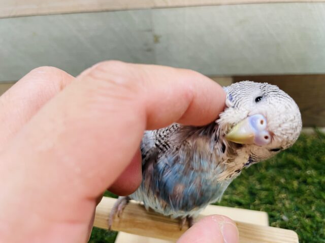 ジャンボセキセイインコ