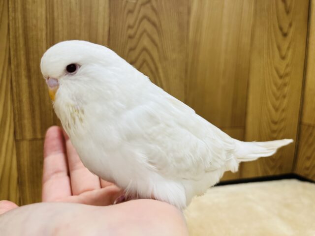 ジャンボセキセイインコ