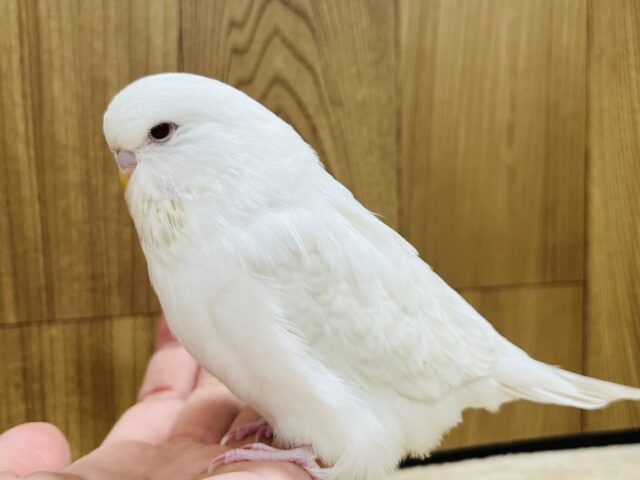 ジャンボセキセイインコ