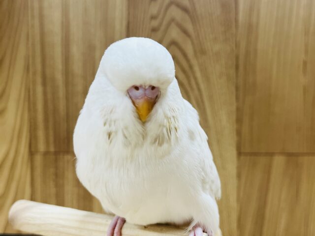 ジャンボセキセイインコ