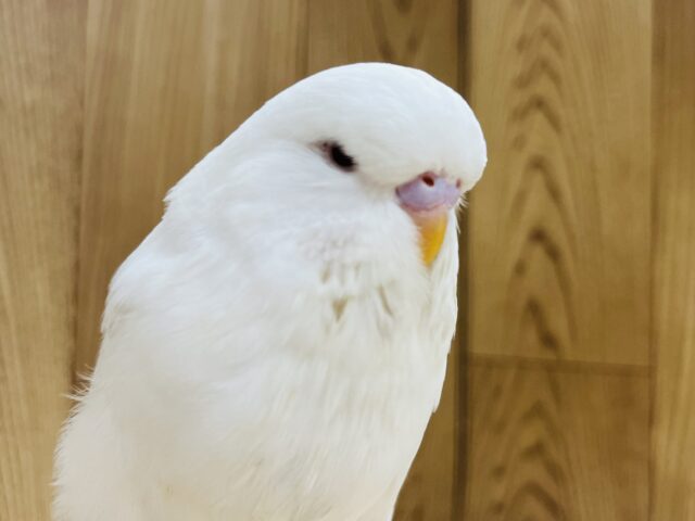 ジャンボセキセイインコ