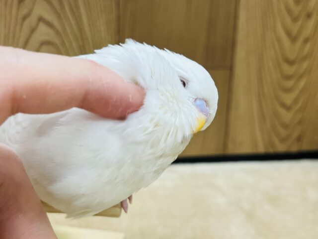 ジャンボセキセイインコ