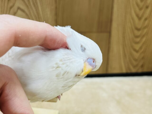 ジャンボセキセイインコ