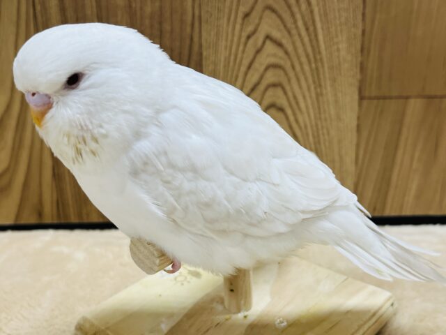 ジャンボセキセイインコ