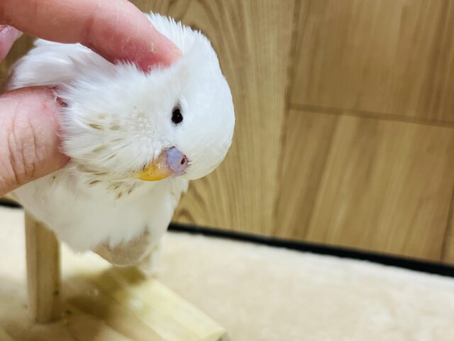 ジャンボセキセイインコ