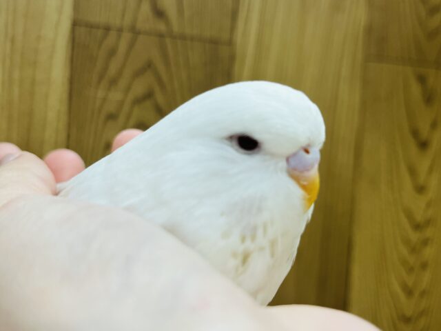 ジャンボセキセイインコ