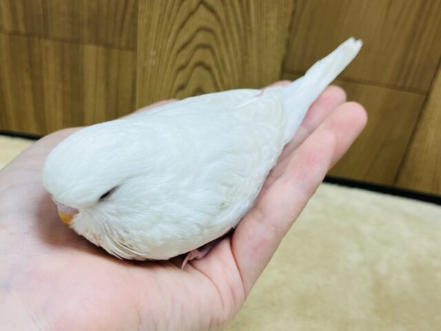 ジャンボセキセイインコ