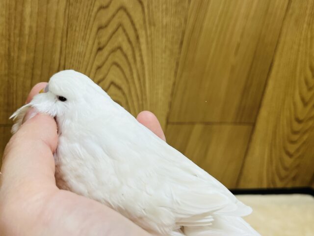 ジャンボセキセイインコ