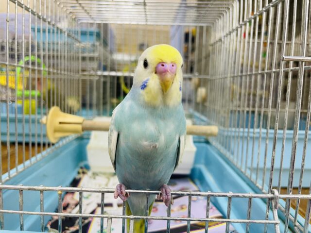 セキセイインコ