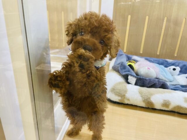 トイプードル