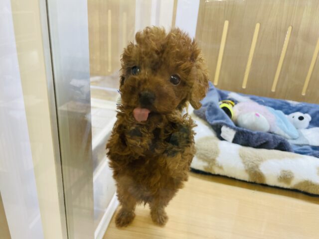 トイプードル