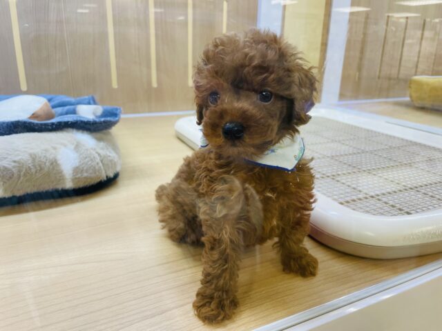 トイプードル