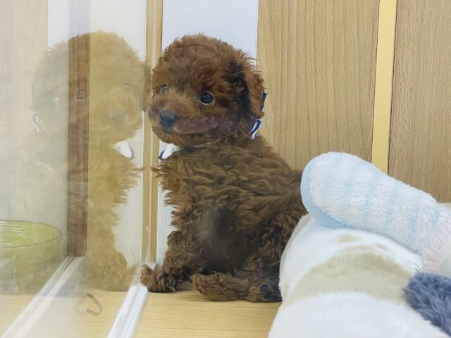 トイプードル