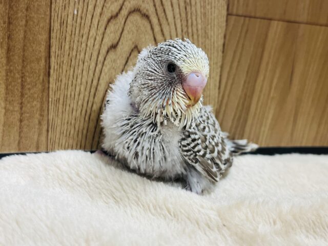 ジャンボセキセイインコ
