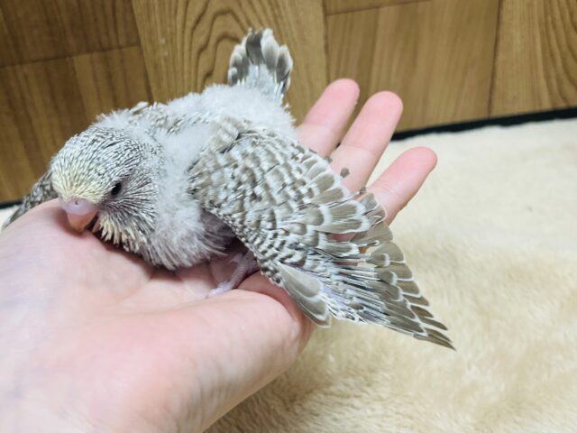 ジャンボセキセイインコ