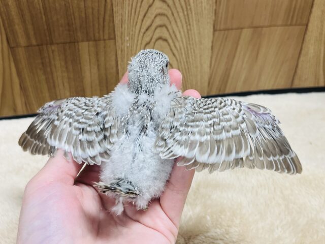ジャンボセキセイインコ