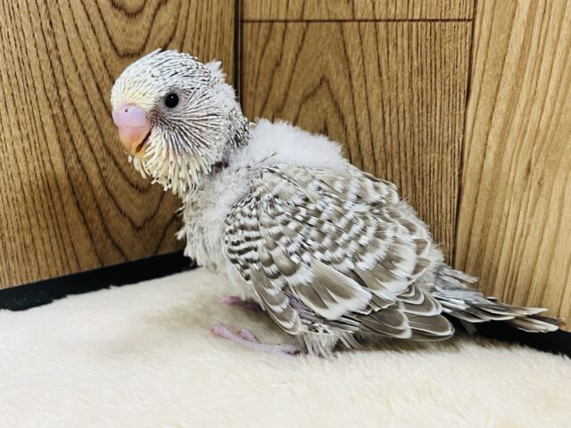 ジャンボセキセイインコ