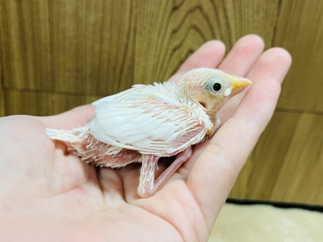 白文鳥