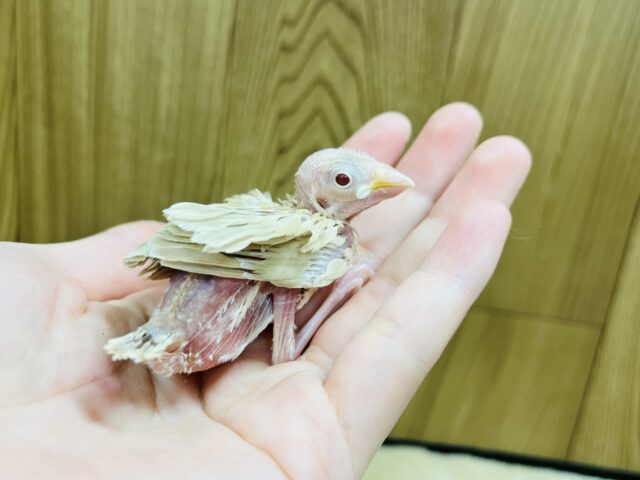 シナモン文鳥