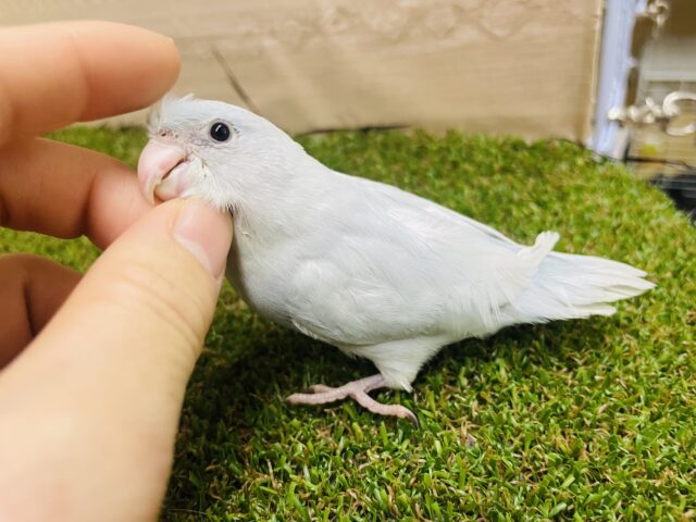 1人餌🩷最新画像になりますよ🌟お空に負けない綺麗な色合い🩵🤍 マメルリハ アメリカンホワイト 女の子 マメルリハ