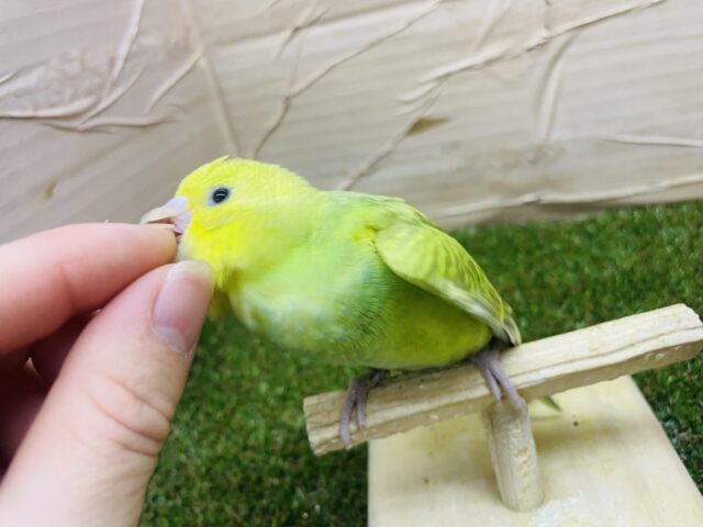 セキセイインコ