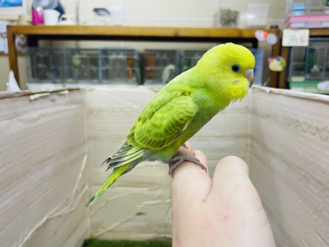 セキセイインコ