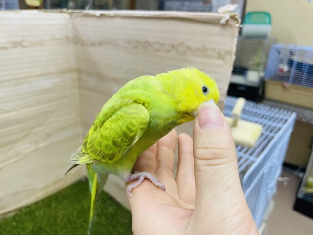 セキセイインコ