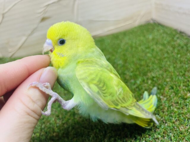 セキセイインコ