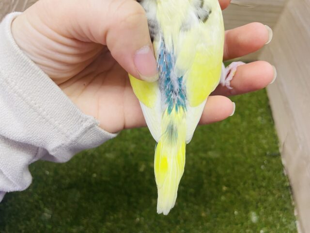 セキセイインコ