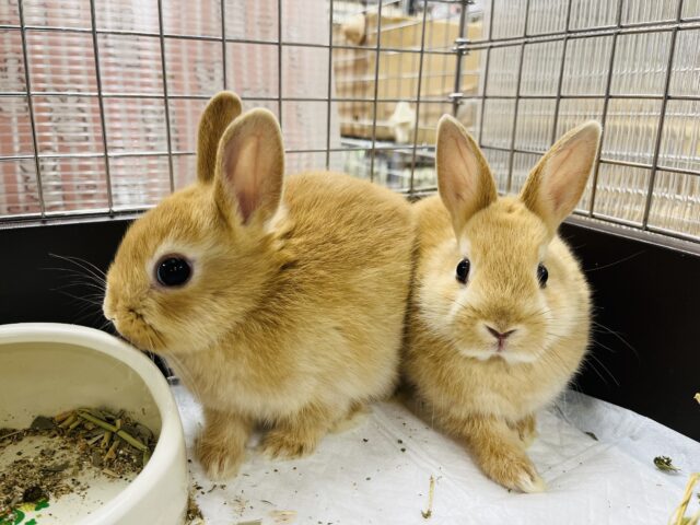 ネザーランドドワーフ