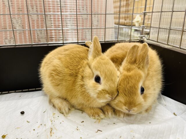 ネザーランドドワーフ