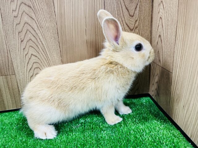 ネザーランドドワーフ