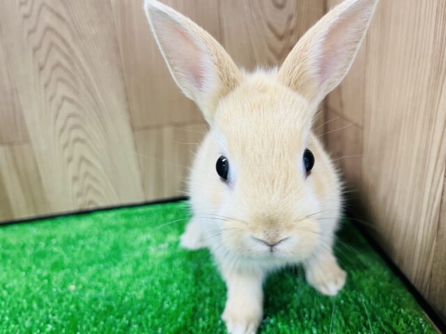 ネザーランドドワーフ