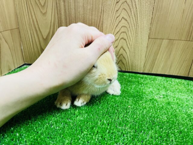 ネザーランドドワーフ