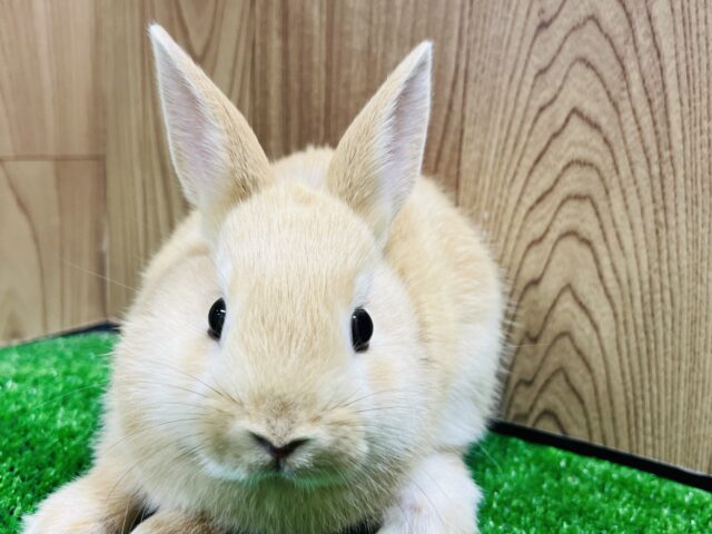 ネザーランドドワーフ